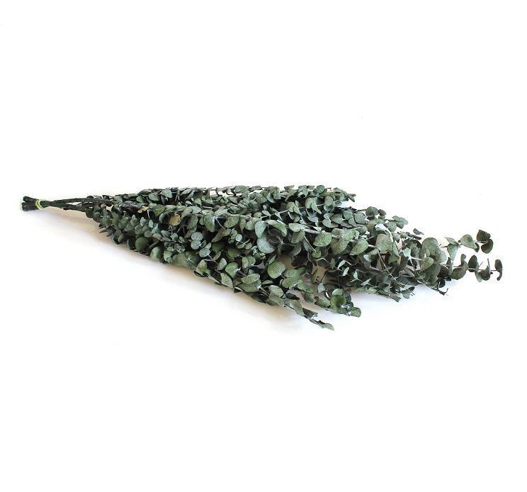 Eucalyptus Baby-blue Stabilized - Green  zväzok